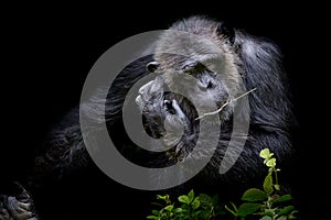 Close up portrait Cutie Gorilla bite branch in his mouth on blac