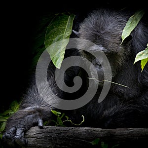 Close up portrait Cutie Gorilla bite branch in his mouth on blac