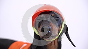 Close up portrait Dachshund dog, black and tan, in an orange construction vest and helmet on the brightbackground, looks