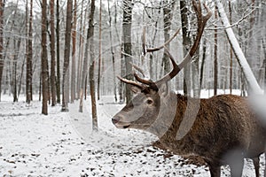 close-up portrait of a deer in winter forest