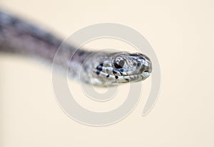 Close up portrait of Dekays Brown Snake face rostral and labial scales