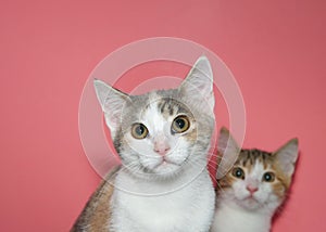 Portrait of diluted calico kittens on pink