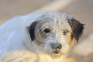 Close up portrait of Dog