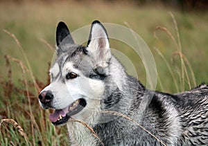 Close-up portrait of a dog Alaskan malamute breed