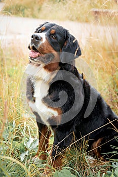 Close-up portrait of dog breed, bernese mountain dog