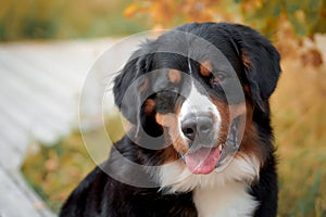 Close-up portrait of dog breed, bernese mountain dog