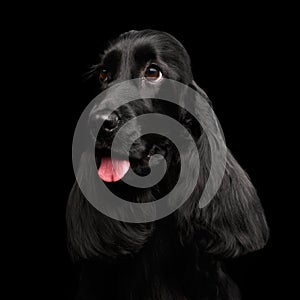 Close-up portrait of dog english cocker spaniel breed on isolated black background