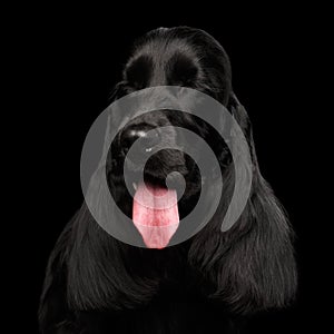 Close-up portrait of dog english cocker spaniel breed on isolated black background