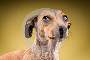 Close-up portrait of the dog face