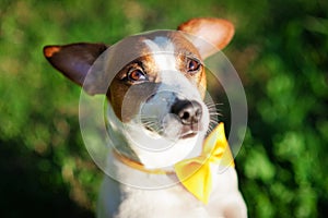 Close-up portrait of a dog Jack Russell Terrier with a yellow butterfly on his neck against a background of green grass