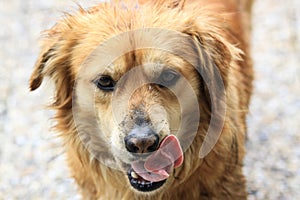 a close up portrait of a dog licking his mouth