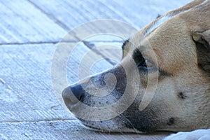 close-up portrait of a dog looking intensely