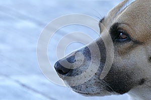 Close-up portrait of a dog looking intensely