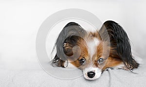 A close-up portrait of a dog lying on a bed looks into the frame against a light background.