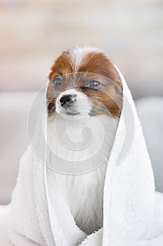 Close-up portrait of a dog in a towel on a light background.