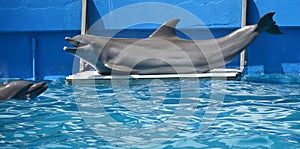 Close-up portrait of dolphin in a pool