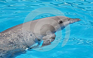 Close-up portrait of dolphin in a pool