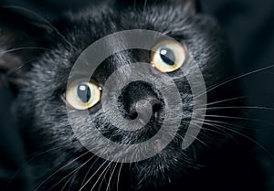 Close up portrait of a domestic black cat. Kitten with yellow eyes looking in front