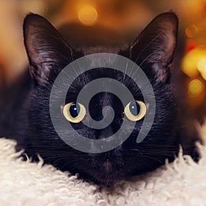 Close up portrait of a domestic black cat. Kitten with yellow eyes looking in front