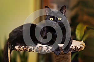 Close up portrait of a domestic black cat. Kitten with yellow eyes looking in front