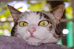 Curious Kitty - Here's looking at you kid! photo