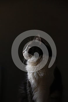 Close up portrait of Domestic medium hair on black background.