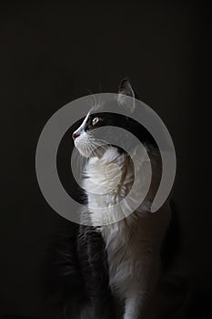 Close up portrait of Domestic medium hair on black background.