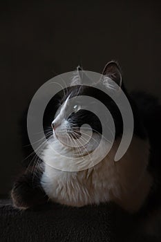 Close up portrait of Domestic medium hair on black background.