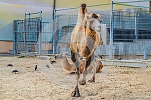 Close-up portrait of a double-humped camel. camel is a pack desert animal.