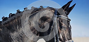 Close-up portrait of dressage horse with braided mane