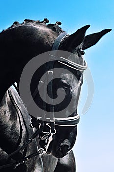 Close-up portrait of dressage horse with braided mane