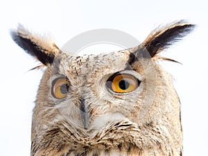 Close up portrait of an eagle owl Bubo bubo isolated on white