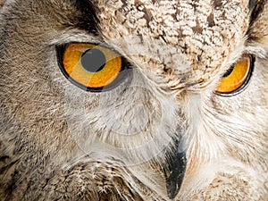 Close up portrait of an eagle owl Bubo bubo with yellow eyes