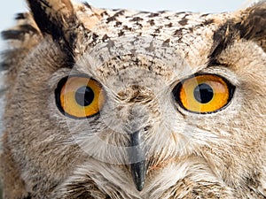 Close up portrait of an eagle owl Bubo bubo with yellow eyes