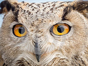 Close up portrait of an eagle owl Bubo bubo with yellow eyes