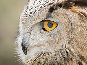 Close up portrait of an eagle owl Bubo bubo with yellow eyes