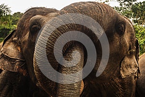 Close up portrait of elephant asia