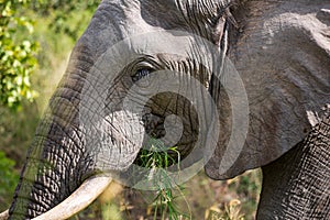 Close-up portrait of elephant eating grass, Kruger National Park, South Africa