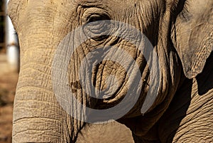 Close up portrait of an elephant. The face of a noble animal