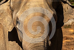 Close up portrait of an elephant. The face of a noble animal