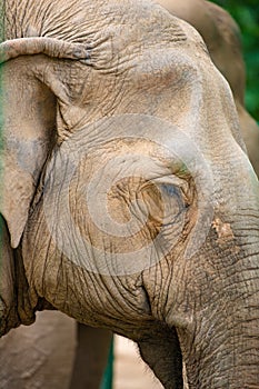 Close up portrait of an elephant head