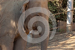 Close up portrait of an elephant in zoo. The face of a noble animal