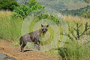 Close up portrait of elusive and endangered Brown Hyena Hyaena brunnea in Pilanesberg national park South Africa