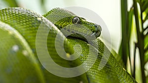 Close-up portrait of an emerald tree boa wrapped on a tree branch looking around