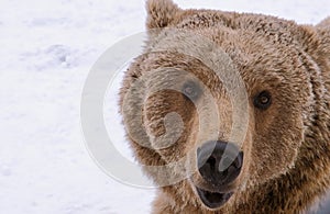 Close up portrait of eurasian brown bear looking in camera in wild bear shelter