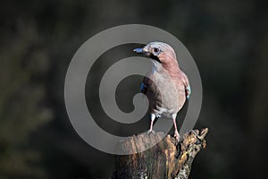 Close up portrait of a eurasian jay