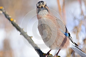 Close-up portrait of a eurasian jay that is trying to peer into the camera.