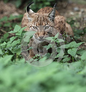 Close-up portrait of an Eurasian Lynx