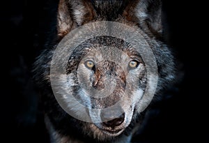 Close up portrait of a european gray wolf