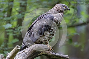 Close-up portrait of European honey buzzard Pernis apivorus also known as Common pern